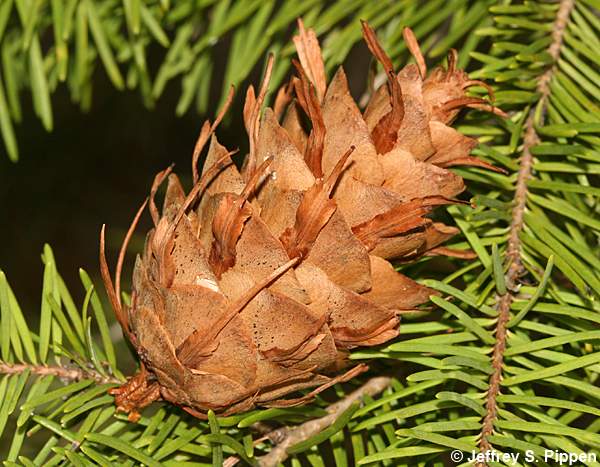 Douglas-fir (Pseudotsuga menziesii)