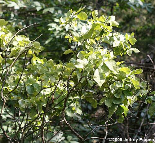 'Hairy' Hoptree, Stinking-ash (Ptelea trifoliata)