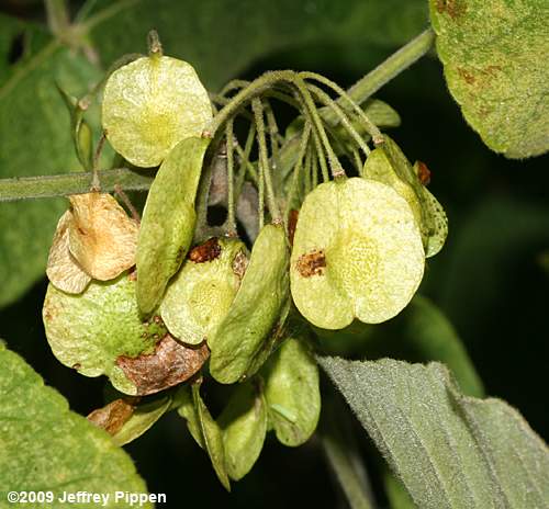 'Hairy' Hoptree, Stinking-ash (Ptelea trifoliata)