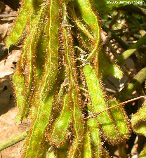 Kudzu (Pueraria montana)