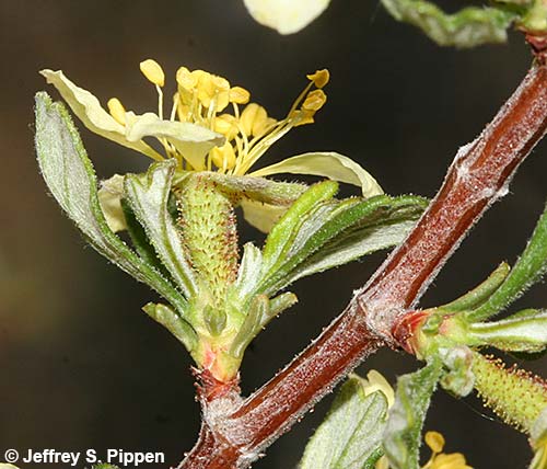 Antelope Bitterbrush (Purshia tridentata)