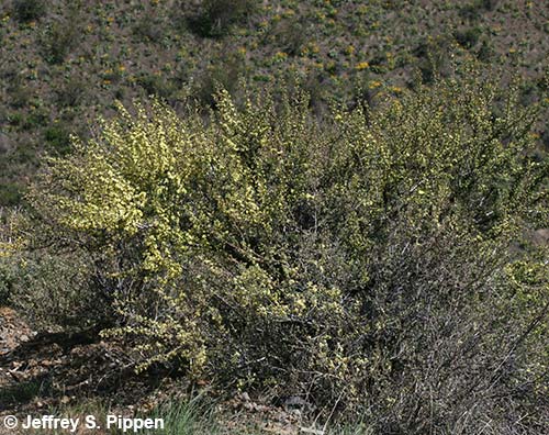 Antelope Bitterbrush (Purshia tridentata)