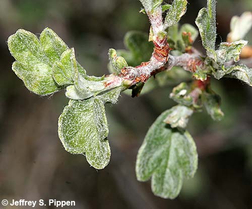Antelope Bitterbrush (Purshia tridentata)