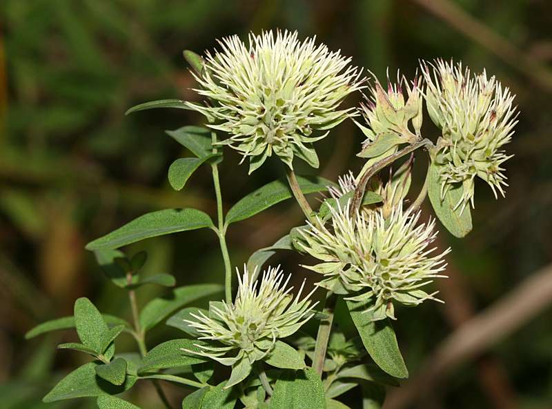 Savanna Mountain Mint (Pycnanthemum flexuosum)