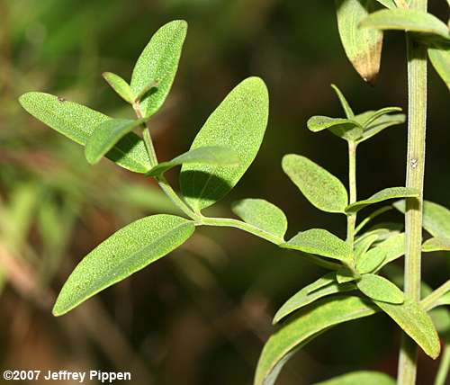 Savanna Mountain Mint (Pycnanthemum flexuosum)
