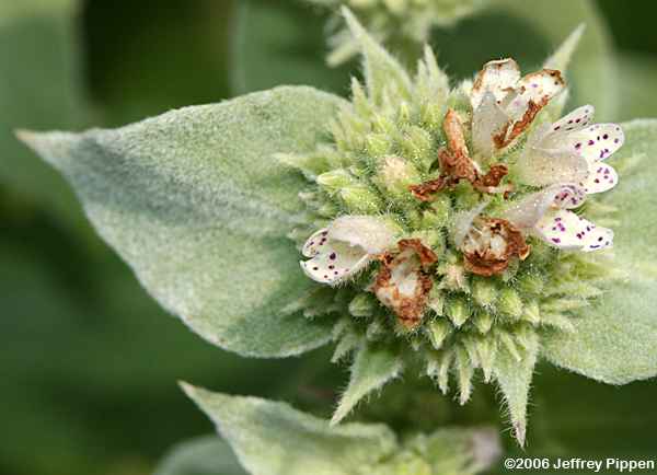 Clustered Mountain Mint, Big Leaf Mountain Mint, Short-toothed Mountain Mint (Pycnanthemum muticum)