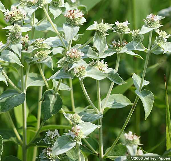Clustered Mountain Mint, Big Leaf Mountain Mint, Short-toothed Mountain Mint (Pycnanthemum muticum)
