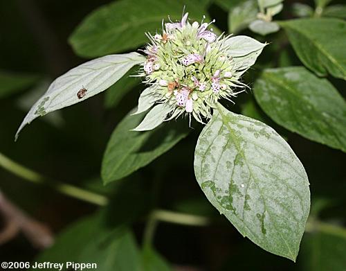 Southern Mountain Mint (Pycnanthemum pycnanthemoides)