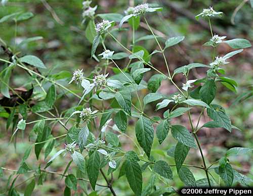 Southern Mountain Mint (Pycnanthemum pycnanthemoides)