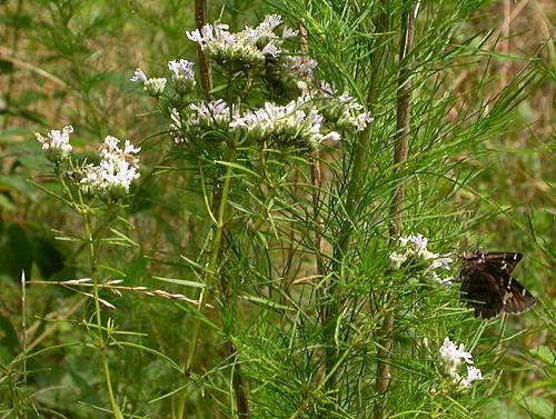 Narrowleaf Mountain-Mint (Pycnanthemum tenuifolium)