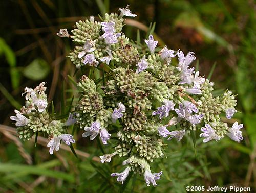 Narrowleaf Mountain-Mint (Pycnanthemum tenuifolium)