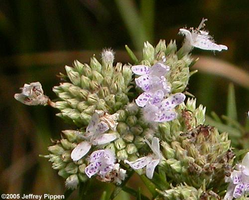 Narrowleaf Mountain-Mint (Pycnanthemum tenuifolium)