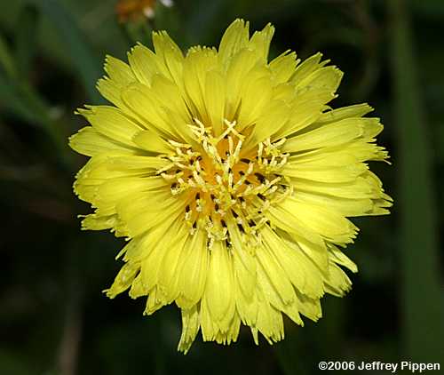 Carolina False-dandelion (Pyrrhopappus carolinanus)