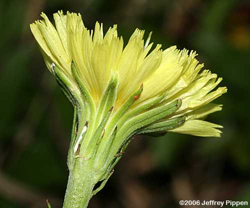Carolina False-dandelion (Pyrrhopappus carolinanus)