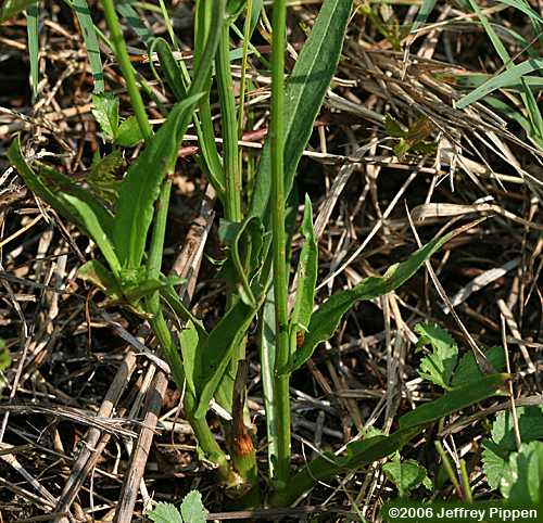 Carolina False-dandelion (Pyrrhopappus carolinanus)