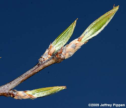 Callery Pear (Pyrus calleryana)