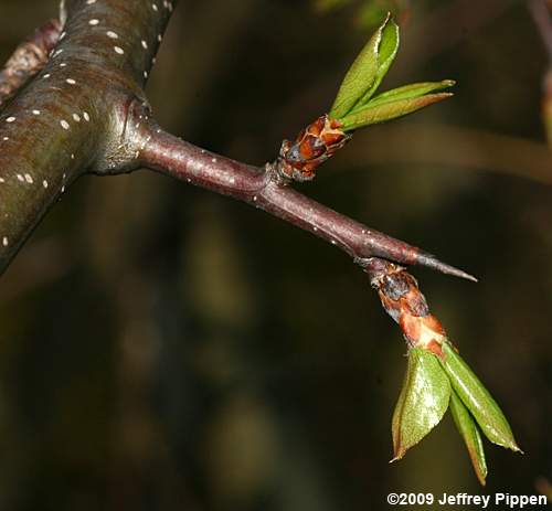 Callery Pear (Pyrus calleryana)