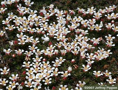 Sandhills Pyxie-moss, Littleleaf Pyxiemoss (Pyxidanthera brevifolia)