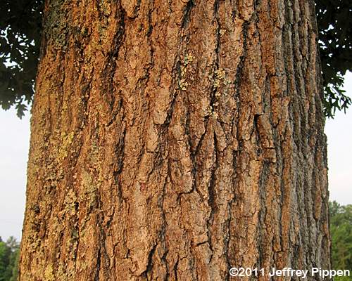 Southern Red Oak (Quercus falcata)