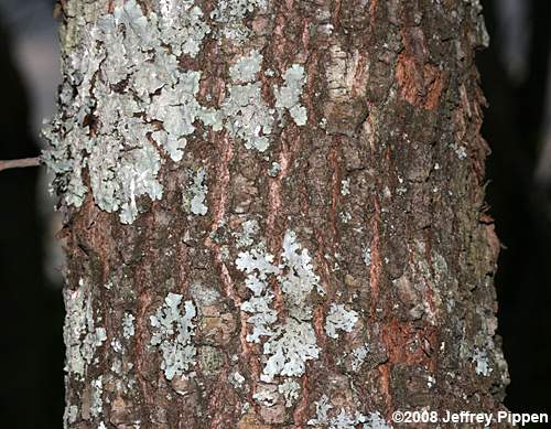 Bluejack Oak (Quercus incana)