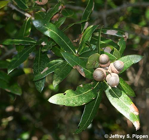 Diamondleaf Oak, Swamp Laurel Oak (Quercus laurifolia)