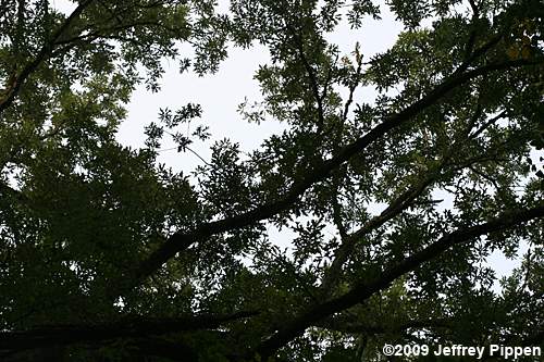 Overcup Oak (Quercus lyrata)