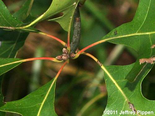 Pin Oak (Quercus palustris)