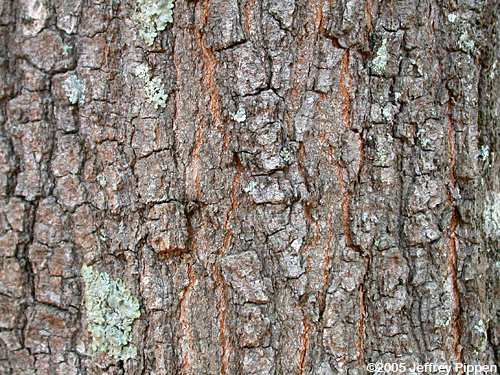 Willow Oak (Quercus phellos)