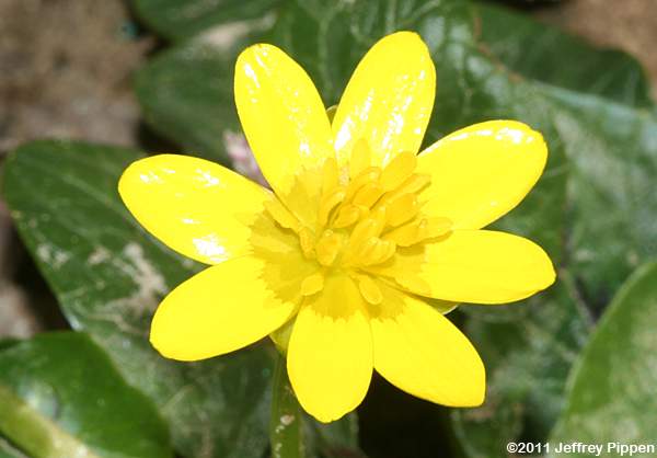 Fig Buttercup, Lesser Celandine (Ranunculus ficaria)