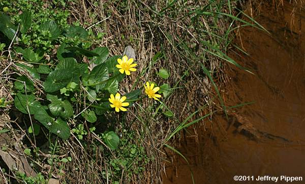 Fig Buttercup, Lesser Celandine (Ranunculus ficaria)