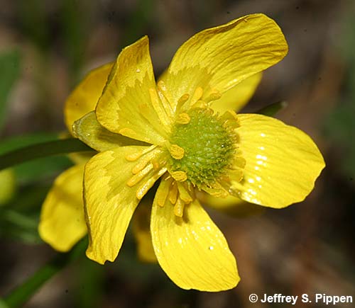 Sagebrush Buttercup (Ranunculus glaberrimus)