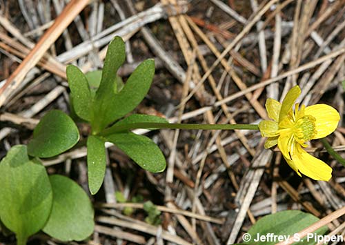 Sagebrush Buttercup (Ranunculus glaberrimus)