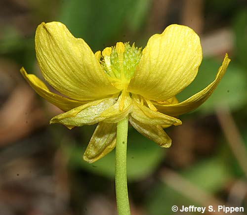 Sagebrush Buttercup (Ranunculus glaberrimus)