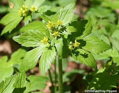 Hooked Buttercup (Ranunculus recurvatus)