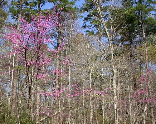 Eastern Redbud (Cercis canadensis)
