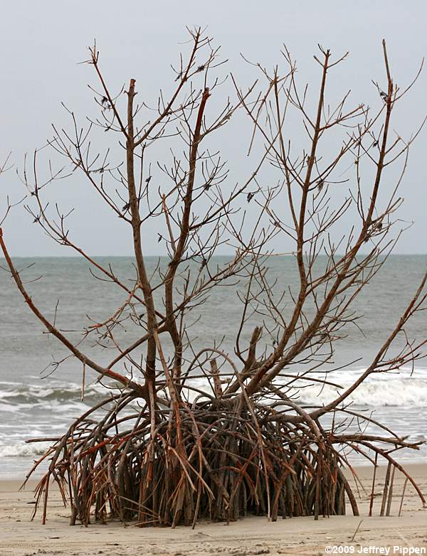 Red Mangrove (Rhizophora mangle)