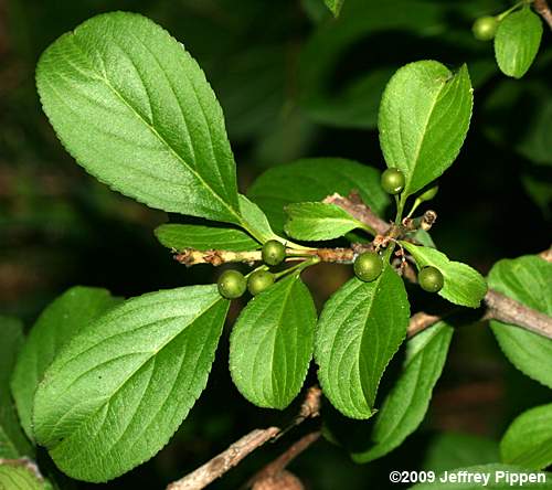 Dahurian Buckthorn (Rhamnus davurica)