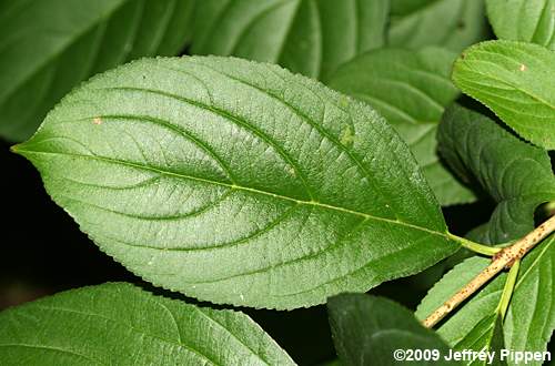 Dahurian Buckthorn (Rhamnus davurica)