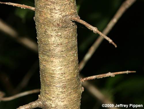 Dahurian Buckthorn (Rhamnus davurica)