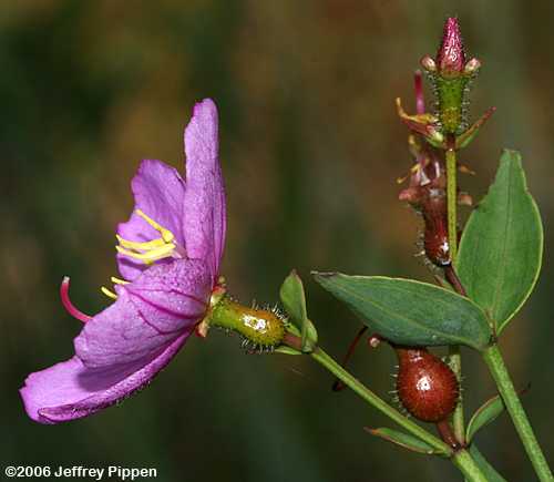 Savannah Meadow-beauty, Tall Meadow-beauty, Smooth Meadow-beauty (Rhexia alifanus)