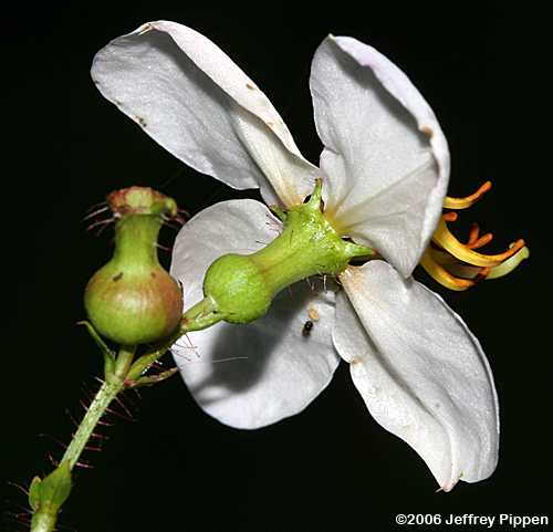 White Meadow-beauty (Rhexia mariana var. exalbida)