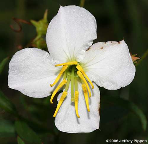 White Meadow-beauty (Rhexia mariana var. exalbida)