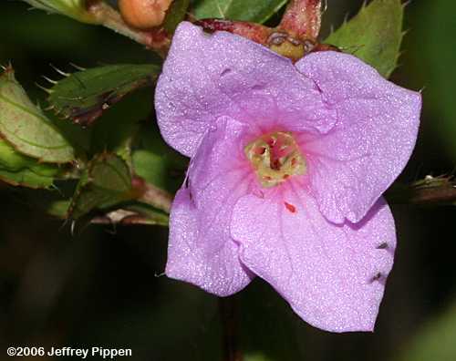 Fringed Meadow-beauty, Short-stemmed Meadow-beauty, Ciliate  Meadow-beauty (Rhexia petiolata)