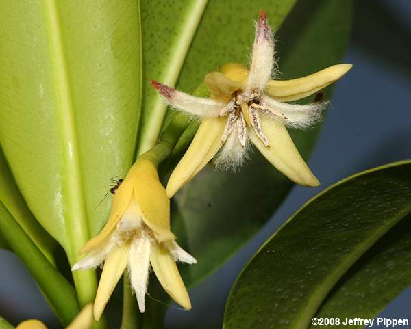Red Mangrove (Rhizophora mangle)