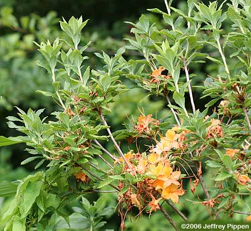 Flame Azalea (Rhododendron calendulaceum)
