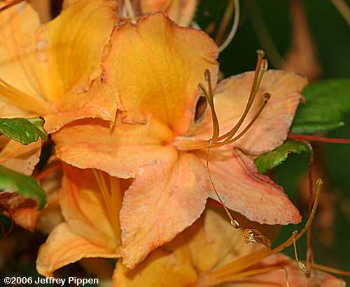 Flame Azalea (Rhododendron calendulaceum)