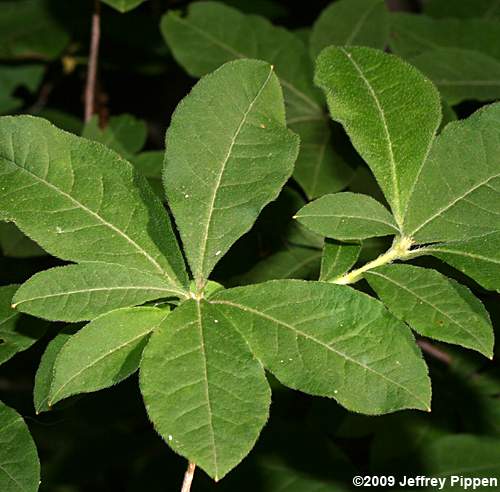 Flame Azalea (Rhododendron calendulaceum)