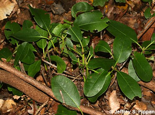 Catawba Rhododendron, (Rhododendron catawbiense)