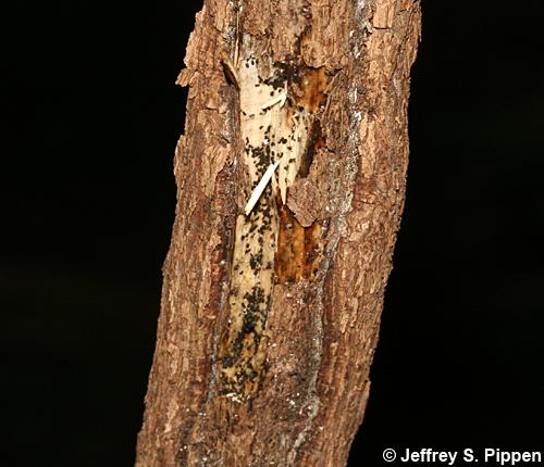 Catawba Rhododendron, (Rhododendron catawbiense)