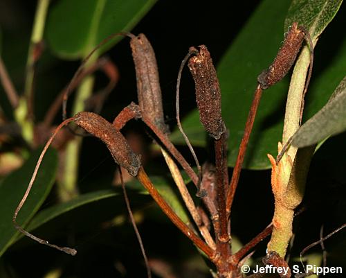 Catawba Rhododendron, (Rhododendron catawbiense)